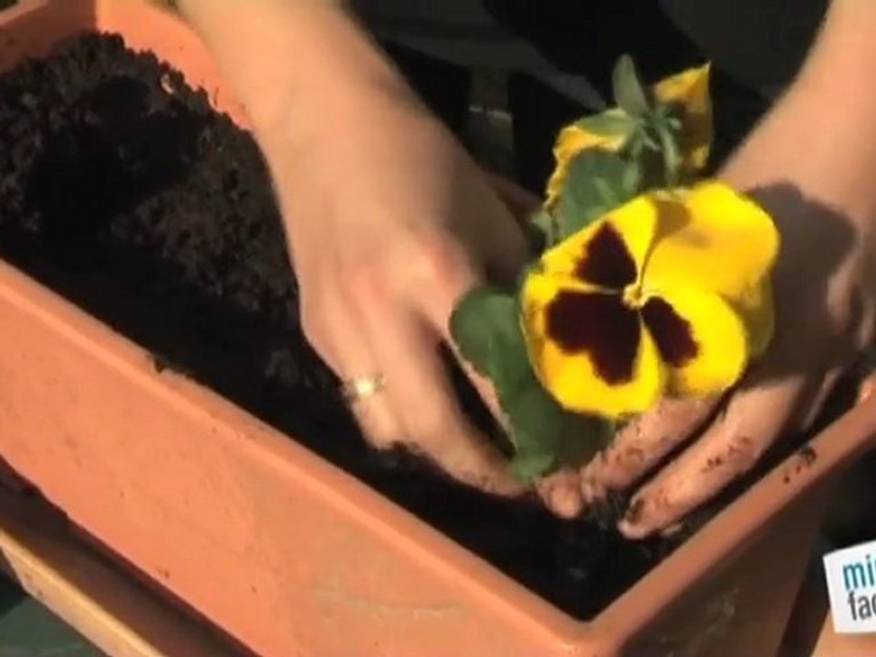 Comment planter des fleurs en godet ?