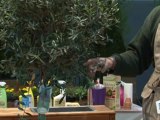 Déco Brico Jardinage : Comment entretenir un olivier ?
