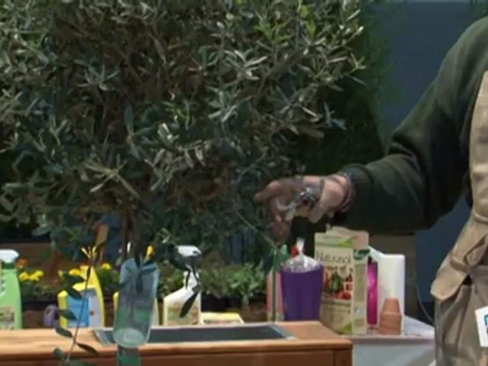 Déco Brico Jardinage : Comment entretenir un olivier ?
