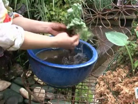 Déco Brico Jardinage : Construire un mur végétal