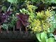 Déco Brico Jardinage : Faire une jardinère pour plantes d'ombre
