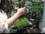 Déco Brico Jardinage : Rempoter une Orchidée