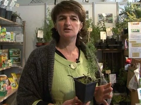 Déco Brico Jardinage : La menthe des cerfs