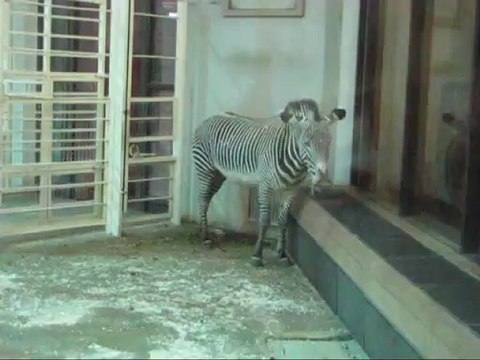 зевающая зебра