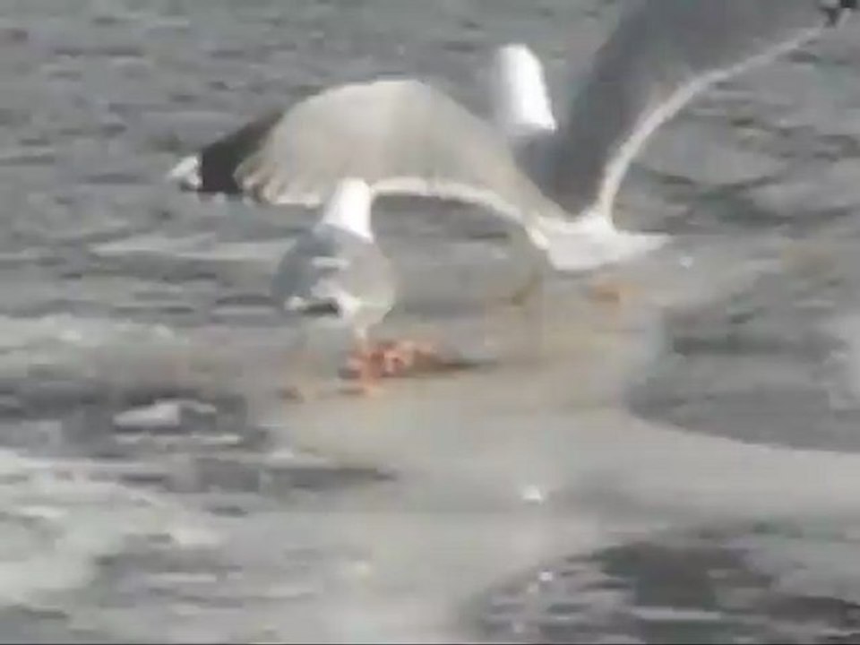 Чайка поймала рыбу