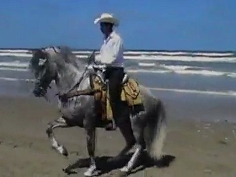 UN CHEVAL DANSE LA COUNTRY SUR LA PLAGE - A HORSE DANCE THE COUNTRY ON THE BEACH