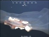Une étrange créature sous-marine intrigue le web