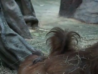 малыш орангутанга