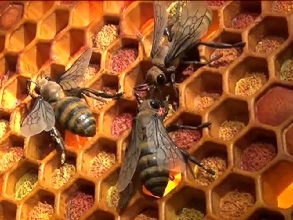 El Museo de la Miel recorre los 10.000 años de la apicultura