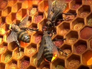 El Museo de la Miel recorre los 10.000 años de la apicultura