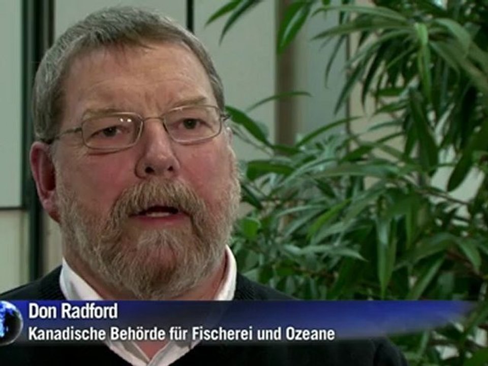 Invasion der Weißkopf-Seeadler