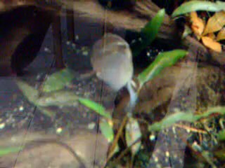 Début de la nage libre des jeunes Cleithracara maronii