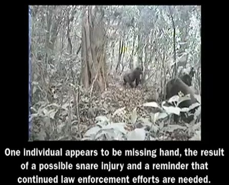 Graban video de ocho gorilas de una especie en peligro de extinción