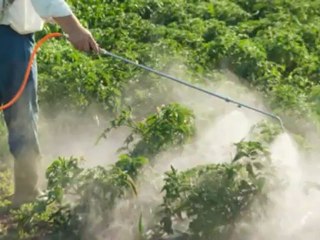 AMC Pest Control (518) 859-3196