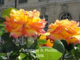 JARDINS DU MUSEE RODIN