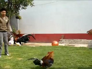 Topas Para San Andres