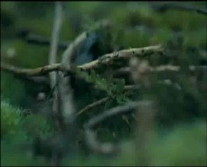 Wuthering Heights - Trailer