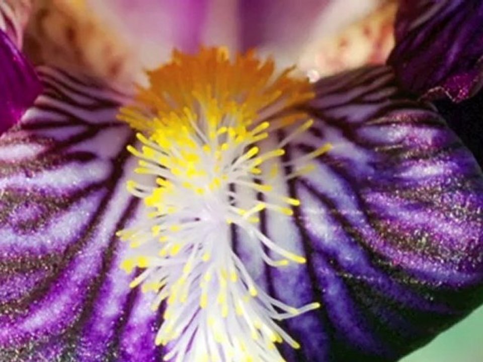 Macro Dimension - "Raku" - Eric Aron - photos Namaki