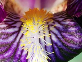 Macro Dimension - "Raku" - Eric Aron - photos Namaki