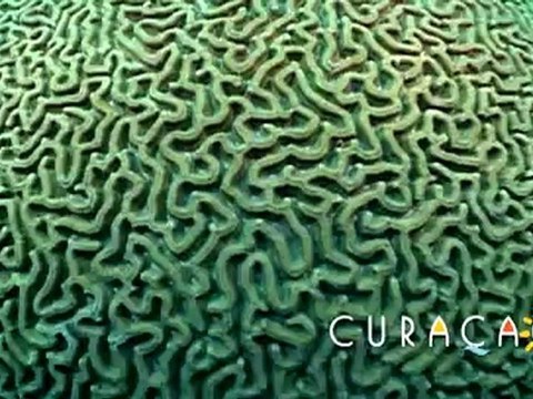 Curacao Dive Video - Caradonna Pre Roll