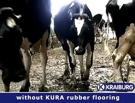 İnek Yatağı - İnek yatağı uygulanmış barınaklarda hayat daha rahat