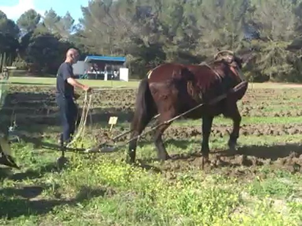 cheval de trait grans3