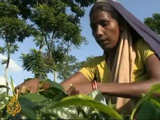 Climate brews trouble for Bangladesh tea