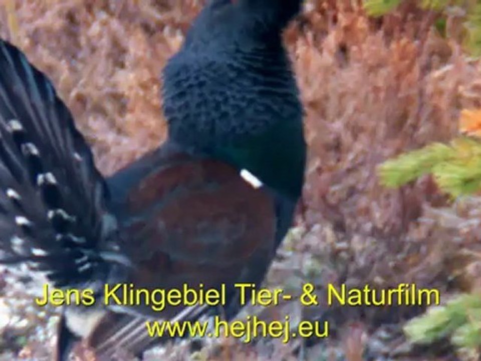 Auerhahnbalz - Streifzüge durch Schweden