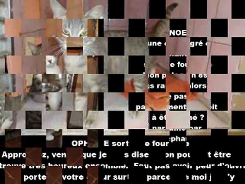 CHATS THIERNAY à l'adoption au 11052012