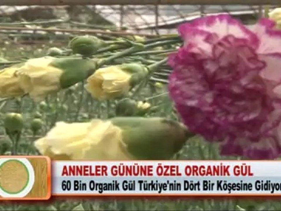 ANNELER GÜNÜNE ÖZEL ORGANİK GÜL 11.05.2012