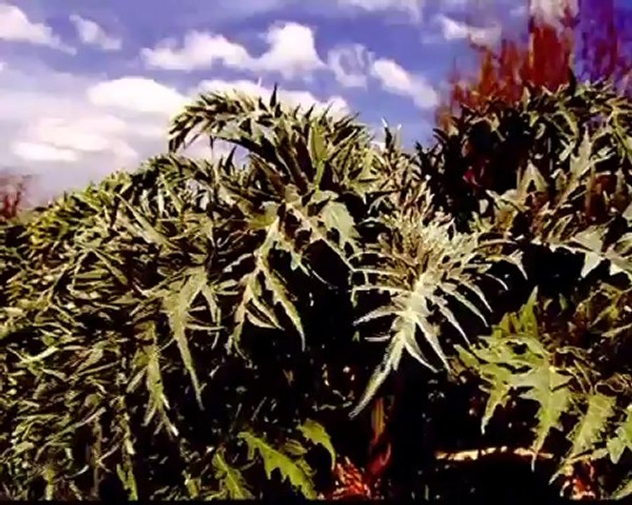 El cardo borriquero produce energía