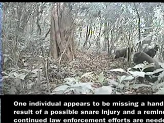 Graban a ocho gorilas de una singular especie en peligro de extinción