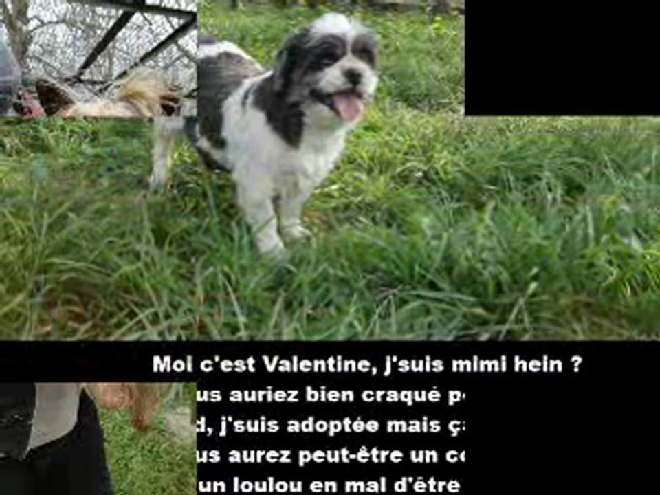 ADOPTESDAVRIL2012 Thiernay