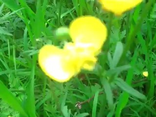 GHANTHO 47 Amsterdam Nature Flower foto Alyas Hanna .