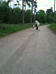 Qui a dit que les Fox avaient un mauvais rappel ! belle démo de Gala et Gucchi !