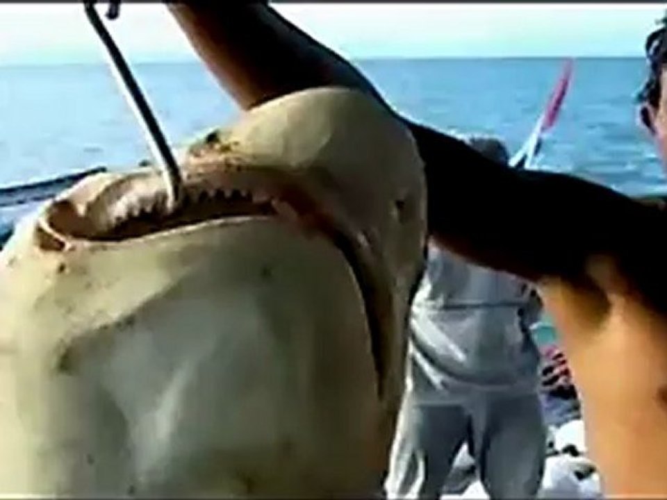 Sharkwater