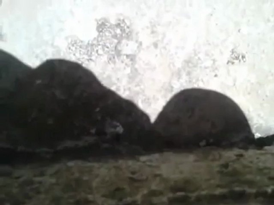 فري برس  درعا حوران مدينة الحارة اطلاق نار نصر من الله وفتح قريب11 5 2012 ج1 Daraa