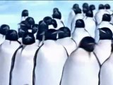 March Of The Penguins - Clip - The caravan