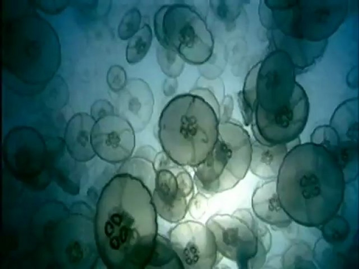 Deep Blue - Clip - Jellyfish