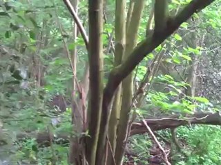 GHANTHO/  48/ I Live In Forest  .foto Alyas Hanna .