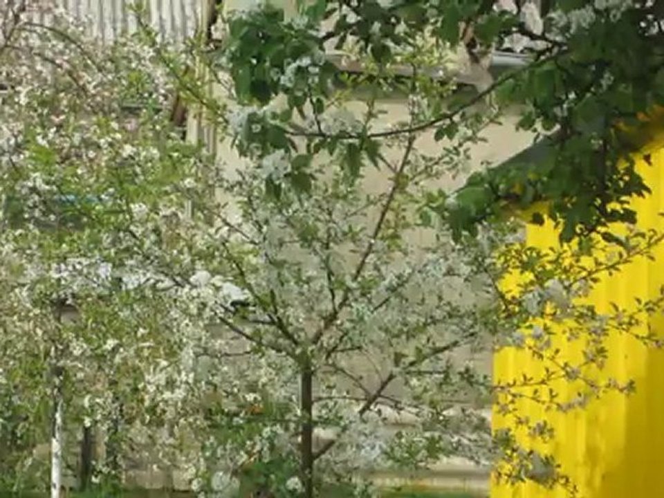 primavera (1)