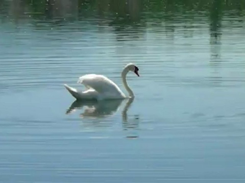 Cygne sur le Rhône
