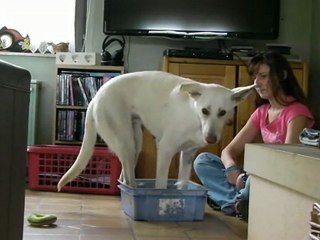 shapping