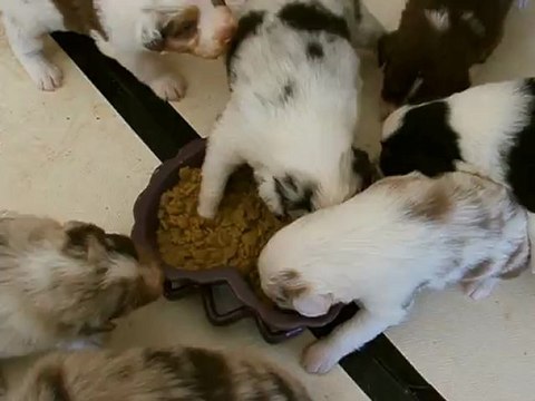 chiots bergers australiens