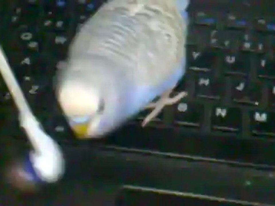 konuşan muhabbet kuşu