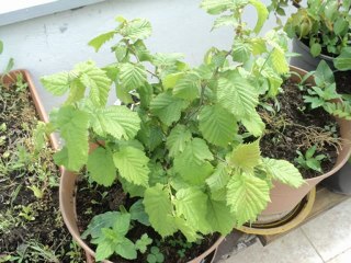 İHSAN DAGIDIRIN ORGANİK BAHCESİ