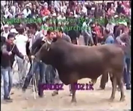 Yusufeli 12.Derekapı Boğa Güreşleri 2012 / Başaltı Final Güreşi