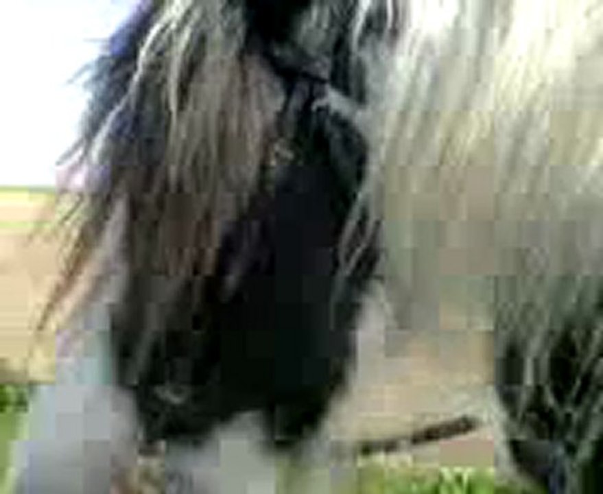 Freeze, 1ere sortie avec la calèche