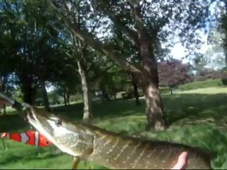 Brochet Buster Jerk attaque en direct