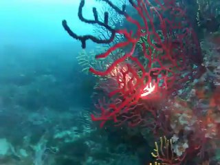 CSPSM à l'Estartit Mai 2012 (2)